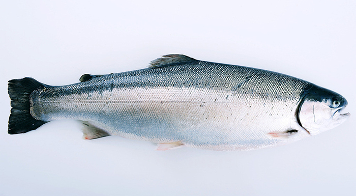三文魚(yú)